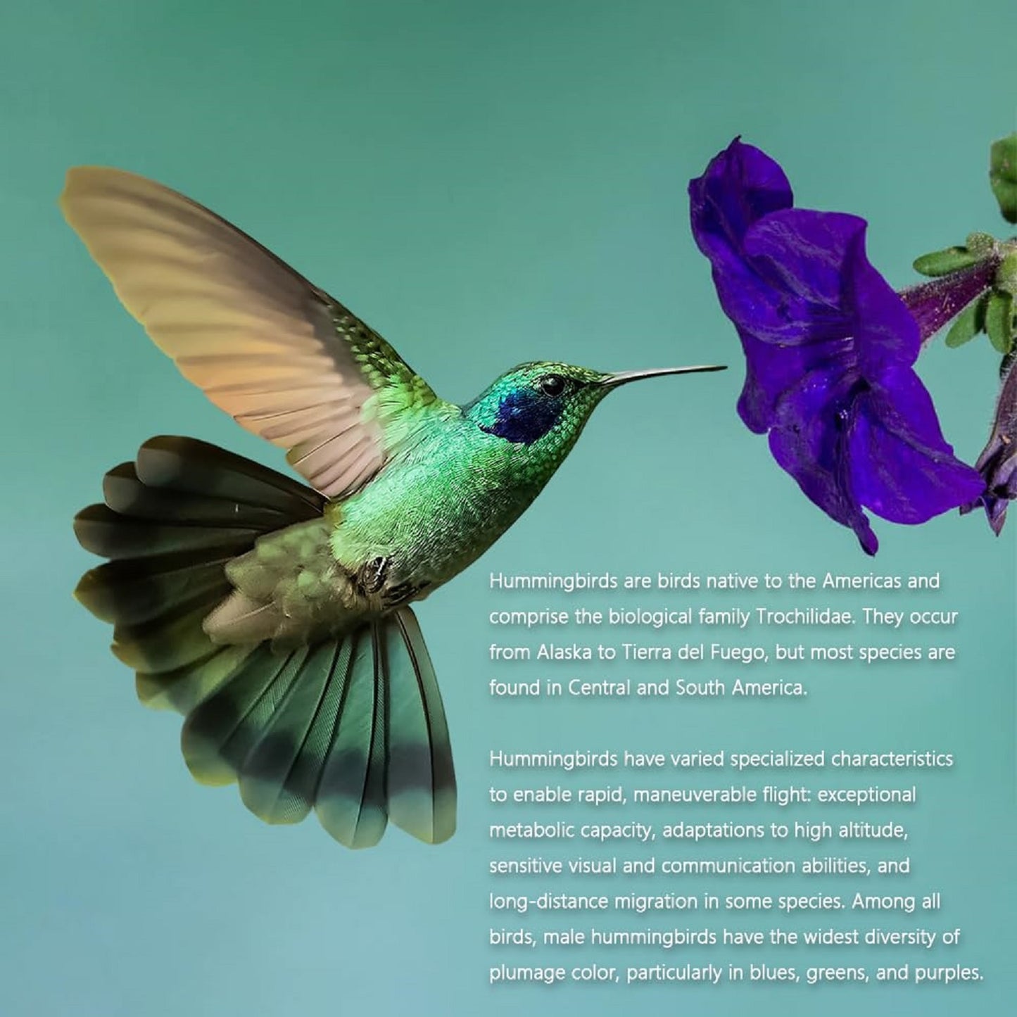 Hummingbird Onesie - ANACOSPLAYONE